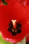 <img100*0:stuff/z/73640/tulips.1%2540wiki/i1262134506_10.jpg>