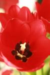 <img100*0:stuff/z/73640/tulips.1%2540wiki/i1262134506_11.jpg>