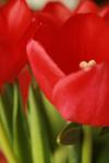 <img100*0:stuff/z/73640/tulips.1%2540wiki/i1262134506_13.jpg>