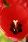 <img100*0:stuff/z/73640/tulips.1%2540wiki/i1262134506_14.jpg>