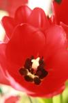 <img100*0:stuff/z/73640/tulips.1%2540wiki/i1262134506_15.jpg>