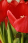 <img100*0:stuff/z/73640/tulips.1%2540wiki/i1262134506_17.jpg>