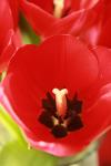 <img100*0:stuff/z/73640/tulips.1%2540wiki/i1262134506_18.jpg>