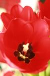 <img100*0:stuff/z/73640/tulips.1%2540wiki/i1262134506_19.jpg>