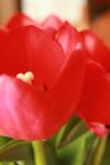 <img100*0:stuff/z/73640/tulips.1%2540wiki/i1262134506_21.jpg>