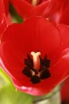 <img100*0:stuff/z/73640/tulips.1%2540wiki/i1262134506_22.jpg>