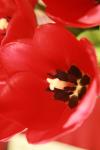 <img100*0:stuff/z/73640/tulips.1%2540wiki/i1262134506_23.jpg>