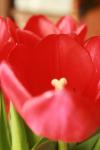 <img100*0:stuff/z/73640/tulips.1%2540wiki/i1262134506_24.jpg>