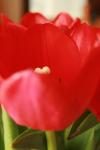 <img100*0:stuff/z/73640/tulips.1%2540wiki/i1262134506_25.jpg>