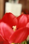 <img100*0:stuff/z/73640/tulips.1%2540wiki/i1262134506_8.jpg>