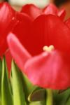 <img100*0:stuff/z/73640/tulips.1%2540wiki/i1262134506_9.jpg>