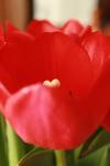 <img100*0:stuff/z/73640/tulips.1%2540wiki/i1262154130_1.jpg>