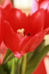 <img100*0:stuff/z/73640/tulips.1%2540wiki/i1262154130_2.jpg>