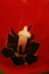 <img100*0:stuff/z/73640/tulips.1%2540wiki/i1262154131_10.jpg>