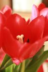<img100*0:stuff/z/73640/tulips.1%2540wiki/i1262154131_11.jpg>
