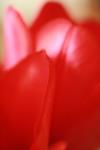 <img100*0:stuff/z/73640/tulips.1%2540wiki/i1262154131_3.jpg>