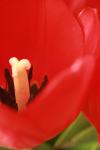 <img100*0:stuff/z/73640/tulips.1%2540wiki/i1262154131_4.jpg>