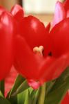 <img100*0:stuff/z/73640/tulips.1%2540wiki/i1262154131_5.jpg>