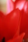 <img100*0:stuff/z/73640/tulips.1%2540wiki/i1262154131_6.jpg>