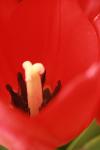 <img100*0:stuff/z/73640/tulips.1%2540wiki/i1262154131_7.jpg>