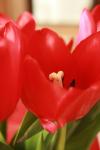 <img100*0:stuff/z/73640/tulips.1%2540wiki/i1262154131_8.jpg>