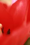 <img100*0:stuff/z/73640/tulips.1%2540wiki/i1262154131_9.jpg>