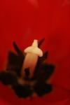 <img100*0:stuff/z/73640/tulips.1%2540wiki/i1262154132_13.jpg>