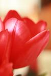 <img100*0:stuff/z/73640/tulips.1%2540wiki/i1262154132_14.jpg>