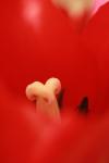 <img100*0:stuff/z/73640/tulips.1%2540wiki/i1262154132_15.jpg>