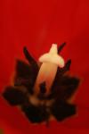 <img100*0:stuff/z/73640/tulips.1%2540wiki/i1262154132_16.jpg>