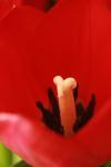 <img100*0:stuff/z/73640/tulips.1%2540wiki/i1262154132_18.jpg>