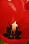 <img100*0:stuff/z/73640/tulips.1%2540wiki/i1262154132_19.jpg>