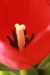 <img100*0:stuff/z/73640/tulips.1%2540wiki/i1262154133_21.jpg>