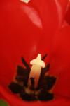 <img100*0:stuff/z/73640/tulips.1%2540wiki/i1262154133_22.jpg>