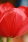 <img100*0:stuff/z/73640/tulips.1%2540wiki/i1262156389_1.jpg>