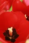 <img100*0:stuff/z/73640/tulips.1%2540wiki/i1262156390_10.jpg>