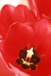 <img100*0:stuff/z/73640/tulips.1%2540wiki/i1262156390_3.jpg>