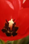 <img100*0:stuff/z/73640/tulips.1%2540wiki/i1262156390_4.jpg>