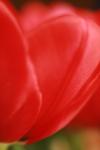 <img100*0:stuff/z/73640/tulips.1%2540wiki/i1262156390_5.jpg>