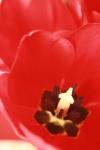 <img100*0:stuff/z/73640/tulips.1%2540wiki/i1262156390_6.jpg>