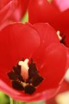 <img100*0:stuff/z/73640/tulips.1%2540wiki/i1262156390_7.jpg>