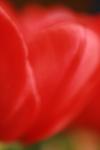 <img100*0:stuff/z/73640/tulips.1%2540wiki/i1262156390_8.jpg>