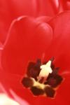 <img100*0:stuff/z/73640/tulips.1%2540wiki/i1262156390_9.jpg>
