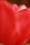 <img100*0:stuff/z/73640/tulips.1%2540wiki/i1262156391_11.jpg>