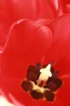 <img100*0:stuff/z/73640/tulips.1%2540wiki/i1262156391_12.jpg>