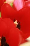 <img100*0:stuff/z/73640/tulips.1%2540wiki/i1262156391_13.jpg>