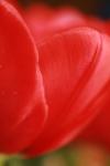 <img100*0:stuff/z/73640/tulips.1%2540wiki/i1262156391_14.jpg>