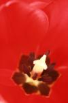 <img100*0:stuff/z/73640/tulips.1%2540wiki/i1262156391_15.jpg>