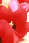 <img100*0:stuff/z/73640/tulips.1%2540wiki/i1262156391_16.jpg>