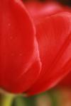 <img100*0:stuff/z/73640/tulips.1%2540wiki/i1262156391_17.jpg>